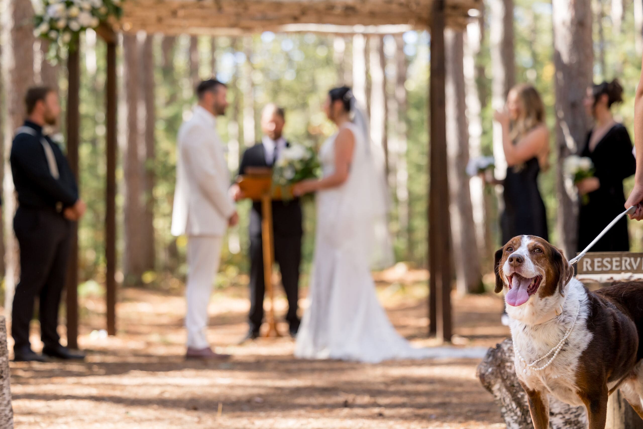 Pine tree forest wedding in Wisconsin